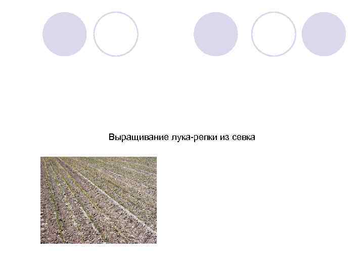 Выращивание лука-репки из севка 