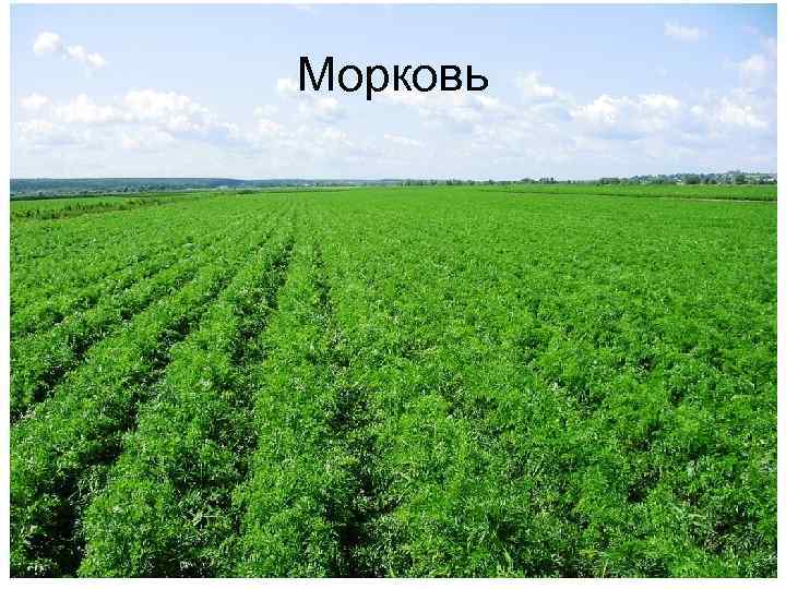 Морковь 1 