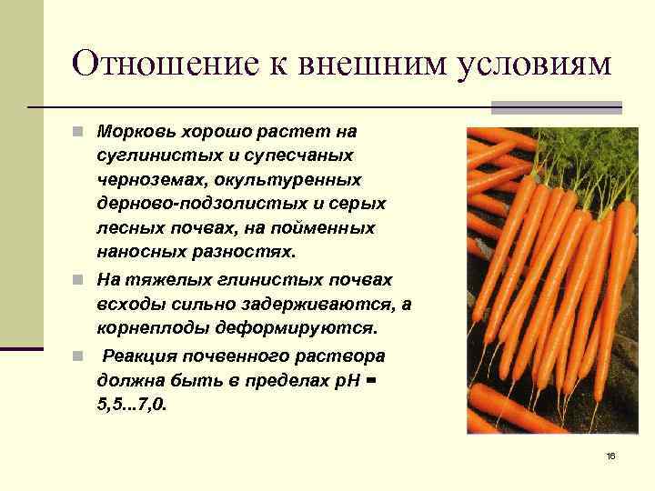 Отношение к внешним условиям n Морковь хорошо растет на суглинистых и супесчаных черноземах, окультуренных