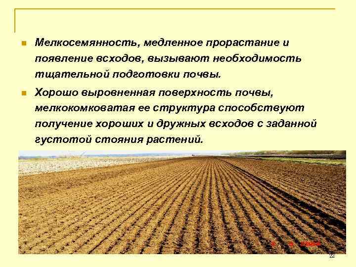 n Мелкосемянность, медленное прорастание и появление всходов, вызывают необходимость тщательной подготовки почвы. n Хорошо