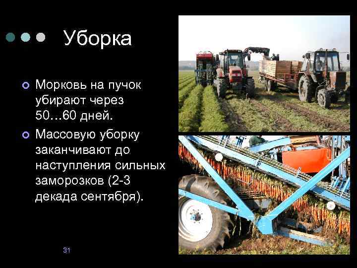 Уборка ¢ ¢ Морковь на пучок убирают через 50… 60 дней. Массовую уборку заканчивают