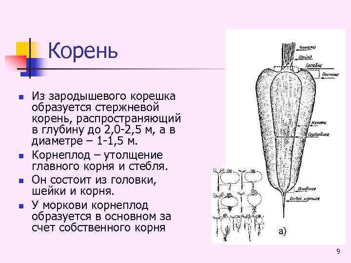 Корень n n Из зародышевого корешка образуется стержневой корень, распространяющий в глубину до 2,