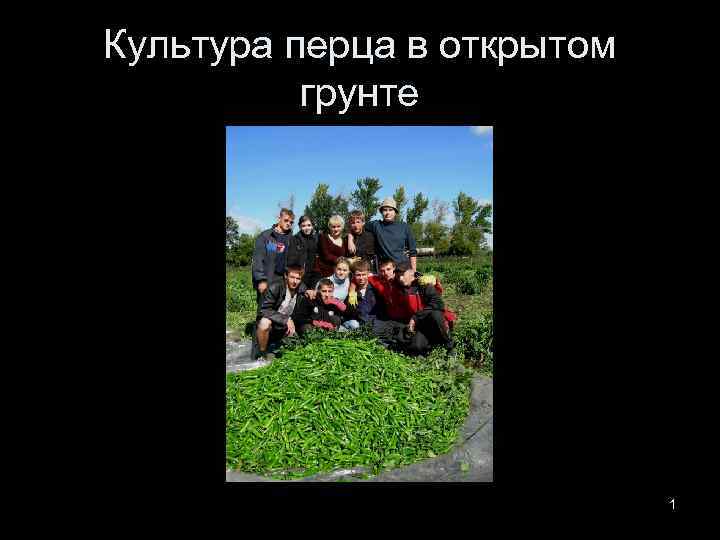 Культура перца в открытом грунте 1 