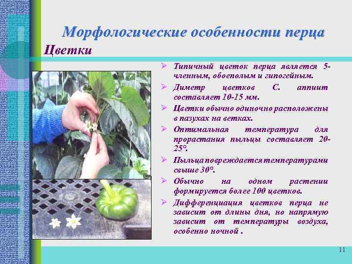 Морфологические особенности перца Цветки Ø Типичный цветок перца является 5 членным, обоеполым и гипогейным.