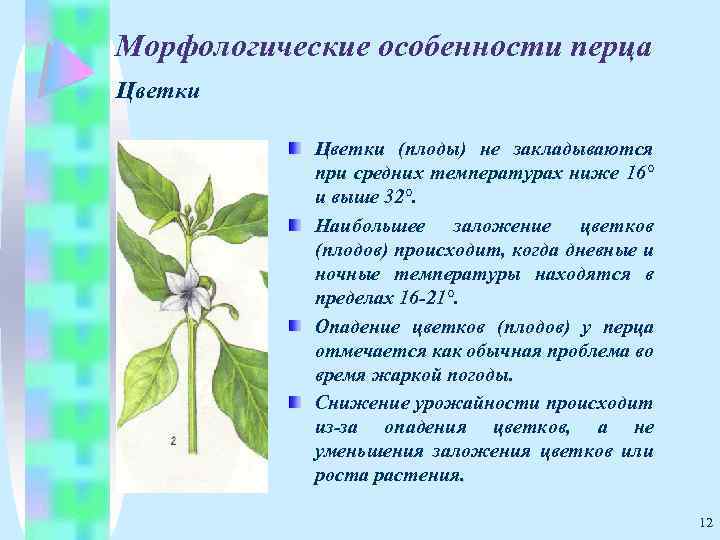 Морфологические особенности перца Цветки (плоды) не закладываются при средних температурах ниже 16° и выше
