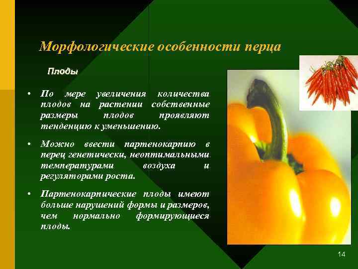 Морфологические особенности перца Плоды • По мере увеличения количества плодов на растении собственные размеры