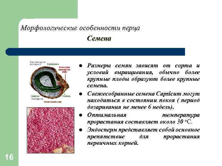 Морфологические особенности перца Семена l l 16 Размеры семян зависят от сорта и условий