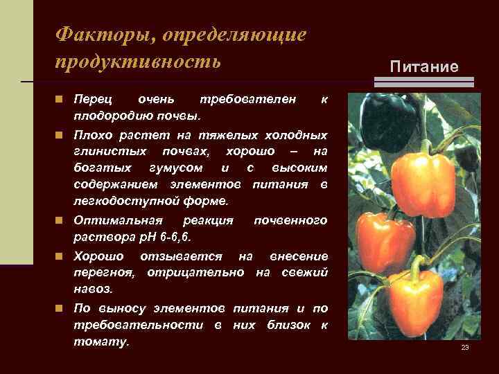 Факторы, определяющие продуктивность n Перец очень требователен плодородию почвы. Питание к n Плохо растет