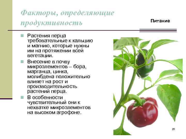 Как отличить болгарский перец мужской и женский фото и описание