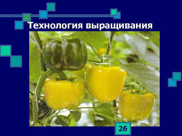Технология выращивания 26 
