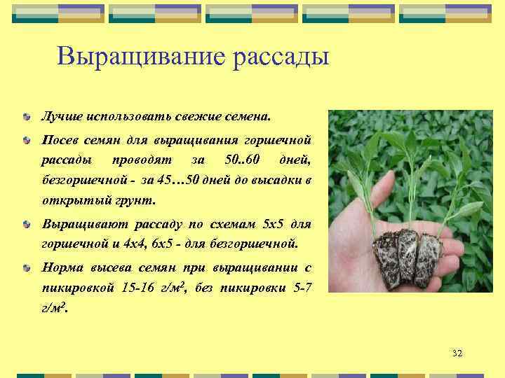 Выращивание рассады Лучше использовать свежие семена. Посев семян для выращивания горшечной рассады проводят за