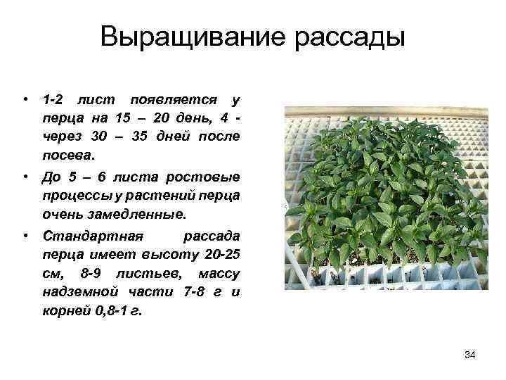 Выращивание рассады • 1 -2 лист появляется у перца на 15 – 20 день,