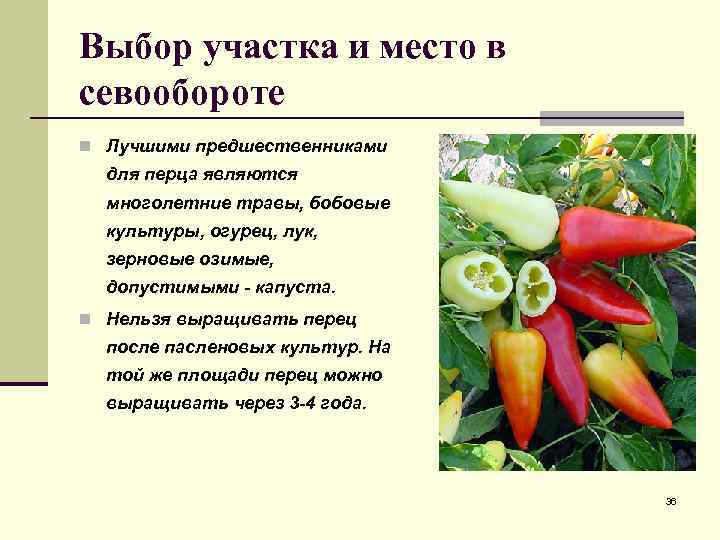 Выбор участка и место в севообороте n Лучшими предшественниками для перца являются многолетние травы,