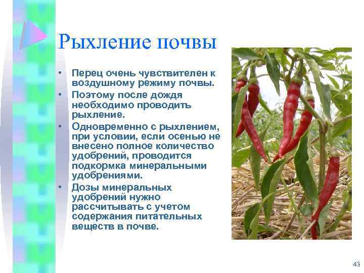 Рыхление почвы • Перец очень чувствителен к воздушному режиму почвы. • Поэтому после дождя