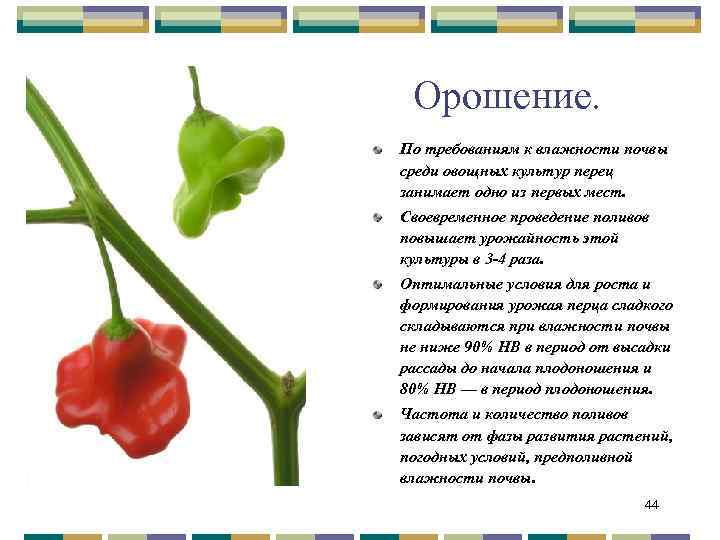 Орошение. По требованиям к влажности почвы среди овощных культур перец занимает одно из первых
