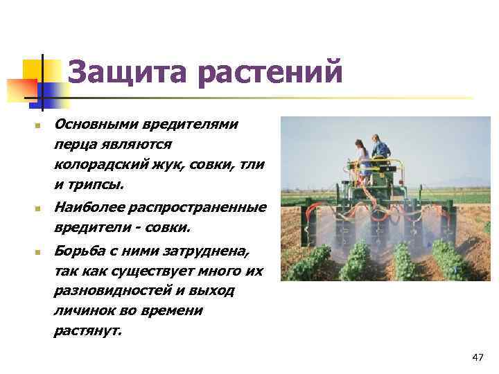 Защита растений n n n Основными вредителями перца являются колорадский жук, совки, тли и