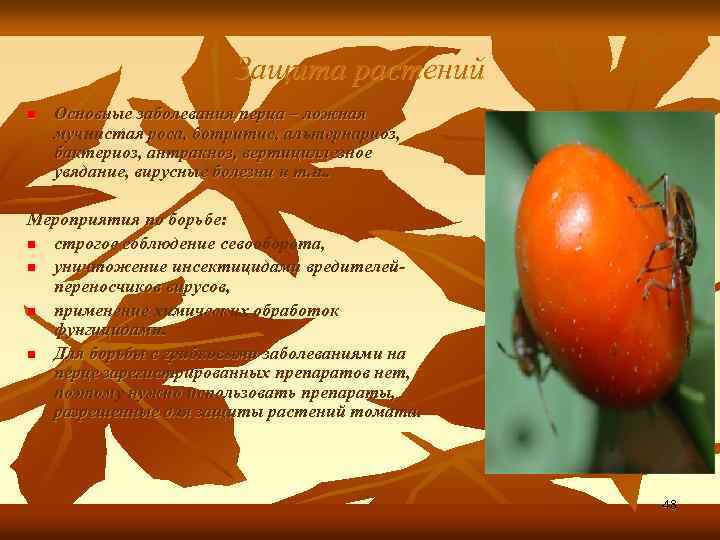 Защита растений n Основные заболевания перца – ложная мучнистая роса, ботритис, альтернариоз, бактериоз, антракноз,