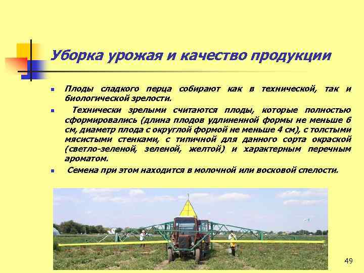 Уборка урожая и качество продукции n n n Плоды сладкого перца собирают как в