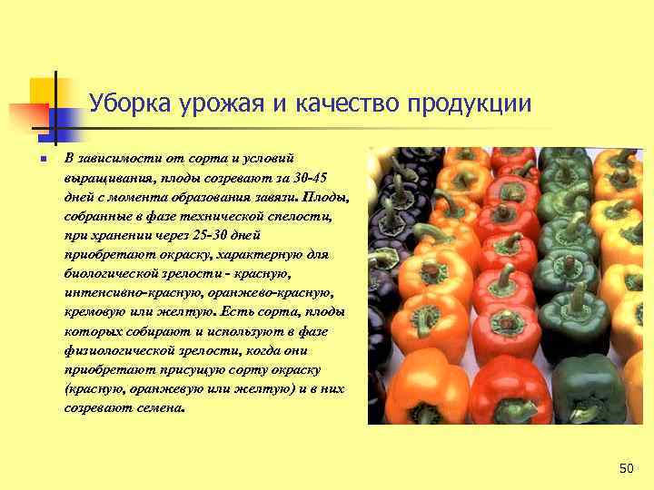 Уборка урожая и качество продукции n В зависимости от сорта и условий выращивания, плоды