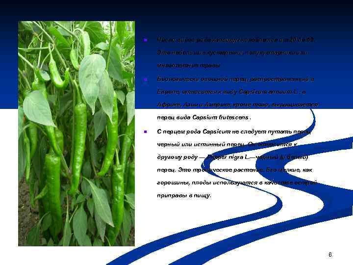 n Число видов рода капсикум колеблется от 20 до 50. Это небольшие кустарники, полукустарники