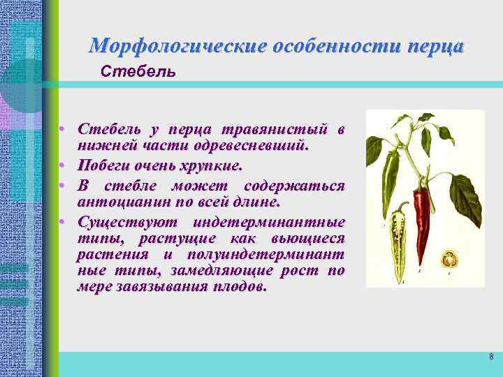 Морфологические особенности перца Стебель • Стебель у перца травянистый в нижней части одревесневший. •