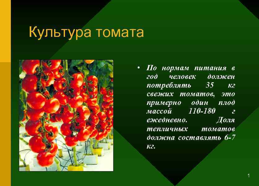 Культура томата • По нормам питания в год человек должен потреблять 35 кг свежих