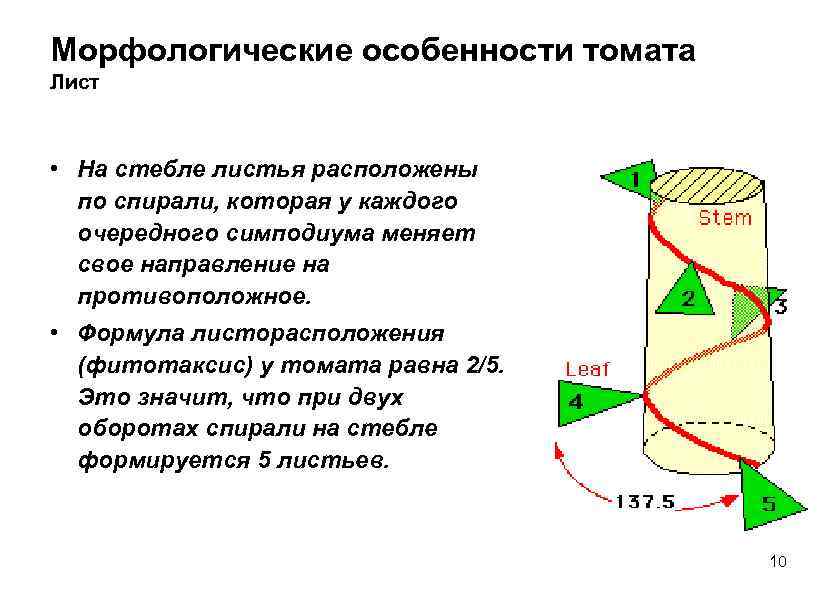 Морфологические особенности томата Лист • На стебле листья расположены по спирали, которая у каждого