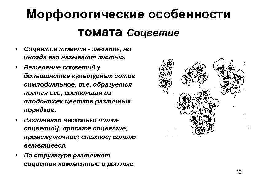 Морфологические особенности томата Соцветие • Соцветие томата - завиток, но иногда его называют кистью.