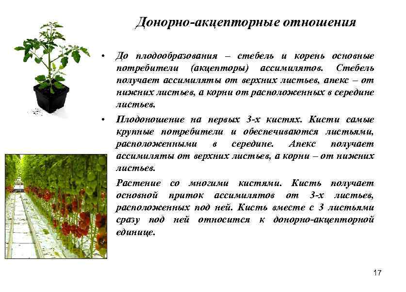 Донорно-акцепторные отношения • • • До плодообразования – стебель и корень основные потребители (акцепторы)