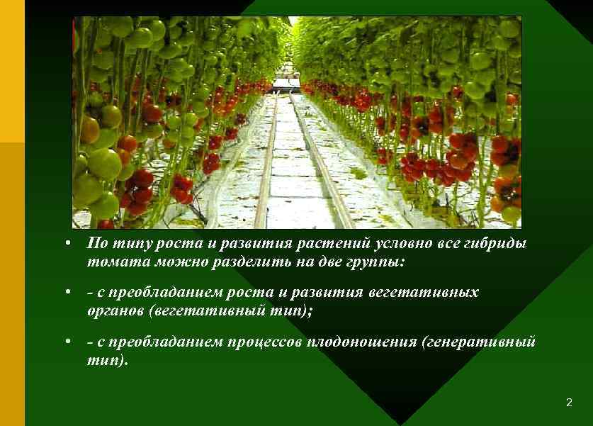  • По типу роста и развития растений условно все гибриды томата можно разделить