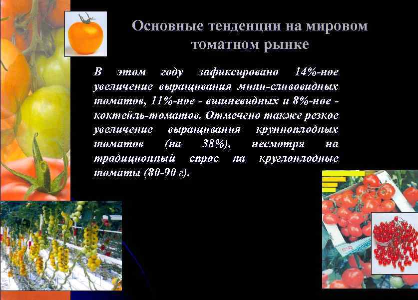 Основные тенденции на мировом томатном рынке В этом году зафиксировано 14%-ное увеличение выращивания мини-сливовидных