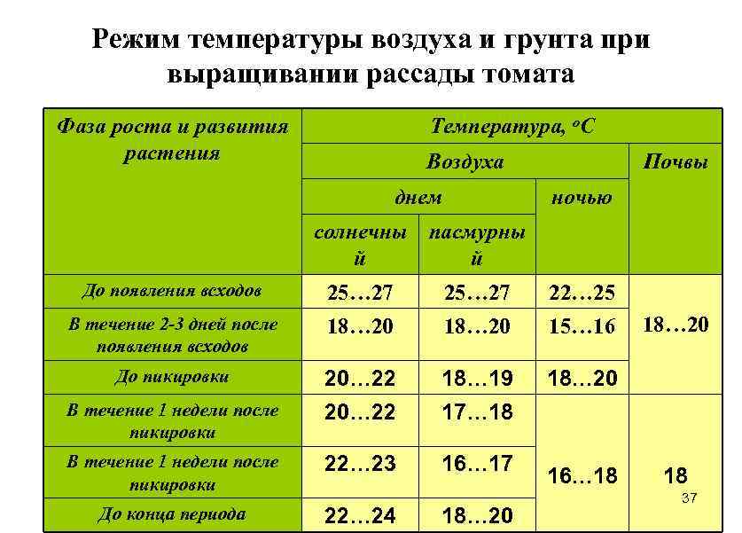 Режим температуры воздуха и грунта при выращивании рассады томата Фаза роста и развития растения