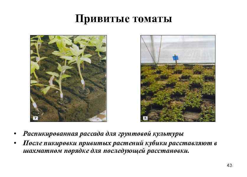 Привитые томаты • Распикированная рассада для грунтовой культуры • После пикировки привитых растений кубики