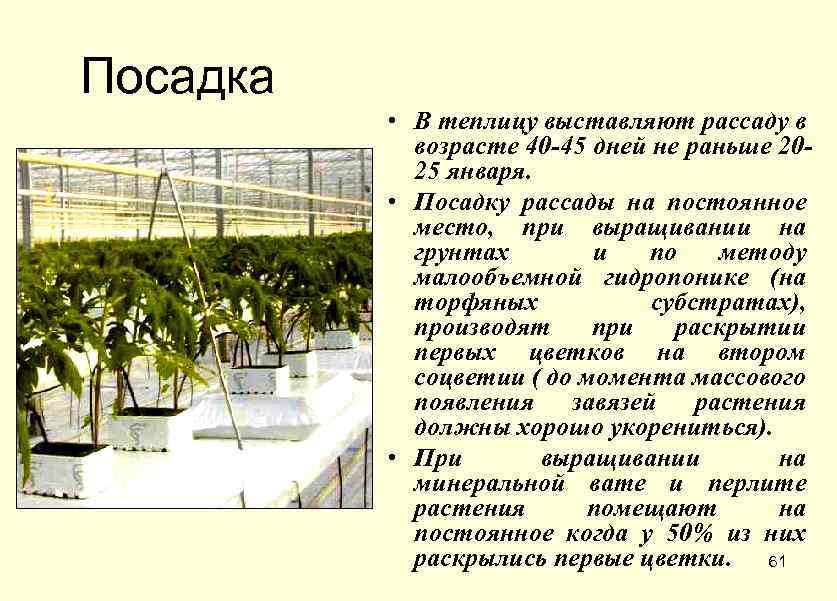 Посадка • В теплицу выставляют рассаду в возрасте 40 -45 дней не раньше 2025