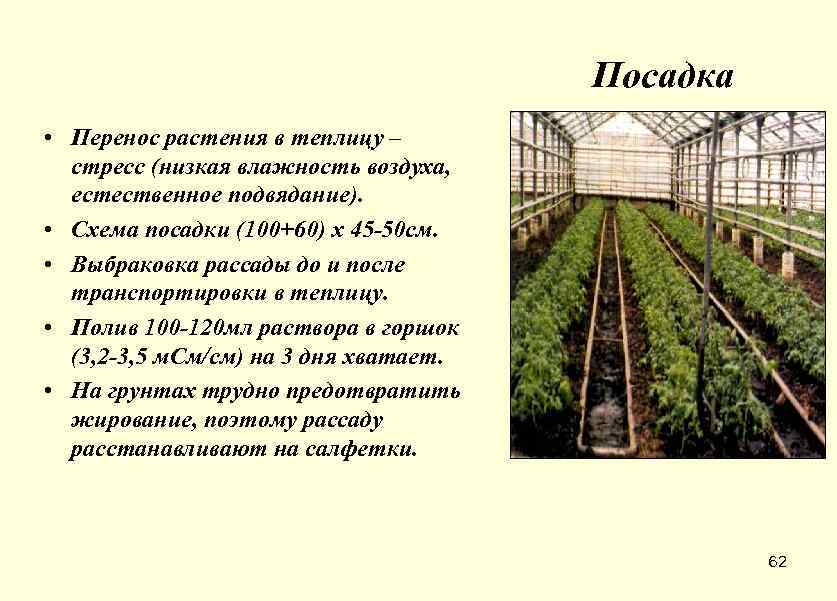 Схема посадки помидор в теплице из поликарбоната 2х4