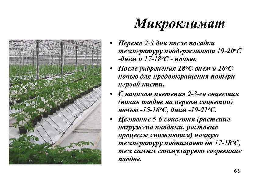 Микроклимат • Первые 2 -3 дня после посадки температуру поддерживают 19 -20 о. С