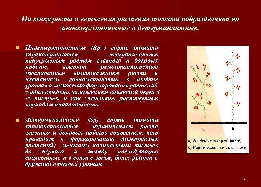 По типу роста и ветвления растения томата подразделяют на индетерминантные и детерминантные. n Индетерминантные