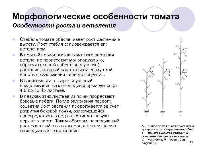 Морфологические особенности томата Особенности роста и ветвления l l Стебель томата обеспечивает рост растений