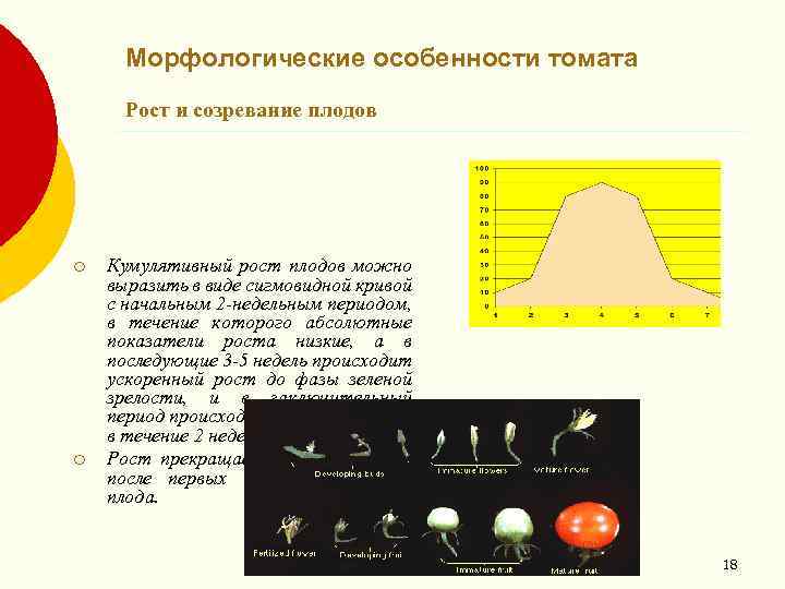 Морфологические особенности томата Рост и созревание плодов ¡ ¡ Кумулятивный рост плодов можно выразить