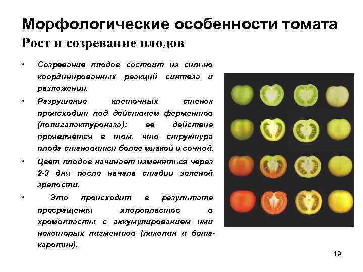Морфологические особенности томата Рост и созревание плодов • Созревание плодов состоит из сильно координированных