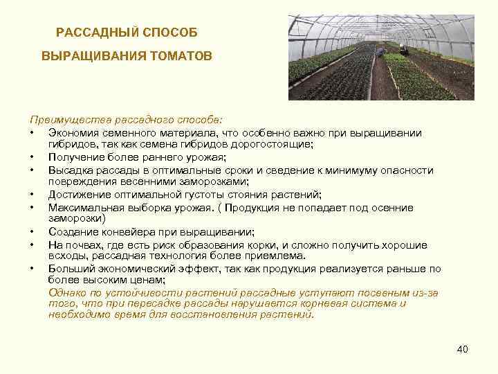 РАССАДНЫЙ СПОСОБ ВЫРАЩИВАНИЯ ТОМАТОВ Преимущества рассадного способа: • Экономия семенного материала, что особенно важно