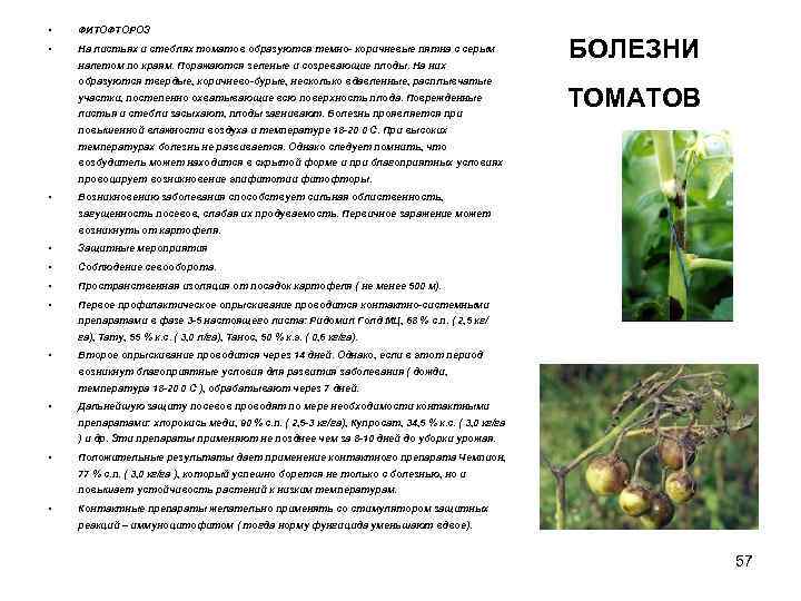  • ФИТОФТОРОЗ • На листьях и стеблях томатов образуются темно- коричневые пятна с