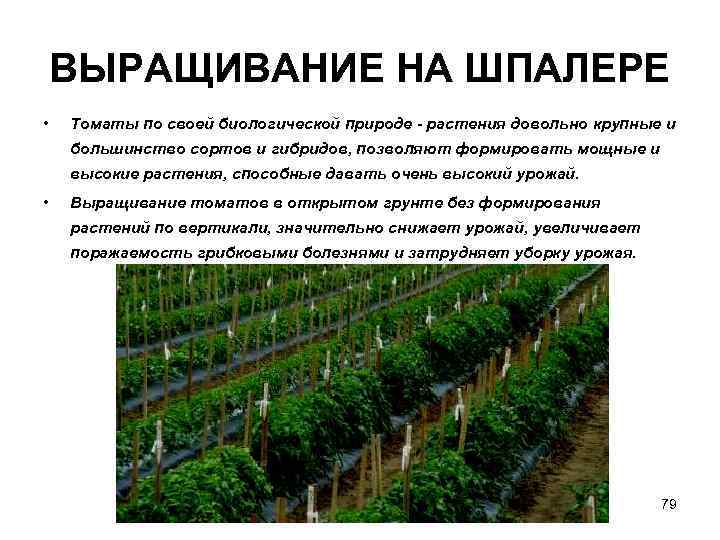 ВЫРАЩИВАНИЕ НА ШПАЛЕРЕ • Томаты по своей биологической природе - растения довольно крупные и