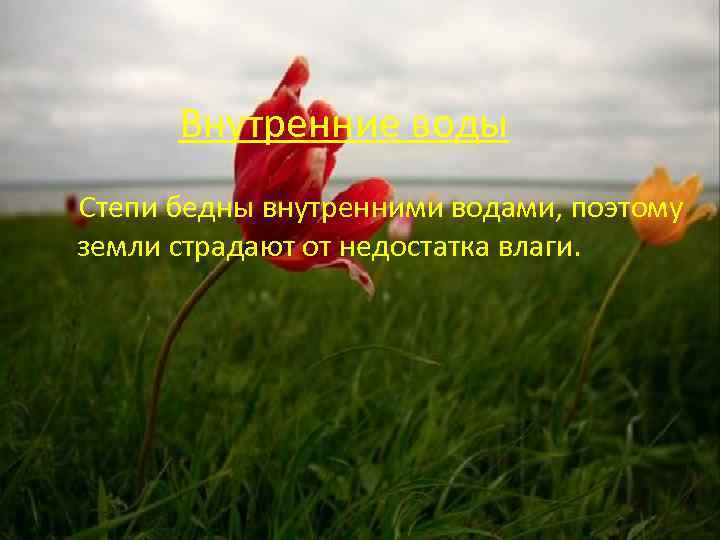 Внутренние воды Степи бедны внутренними водами, поэтому земли страдают от недостатка влаги. 