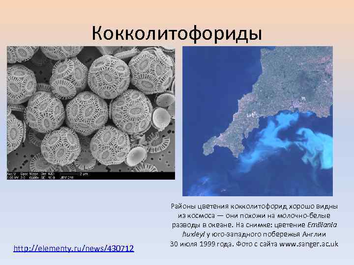 Кокколитофориды http: //elementy. ru/news/430712 Районы цветения кокколитофорид хорошо видны из космоса — они похожи