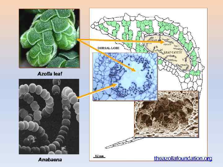 theazollafoundation. org 