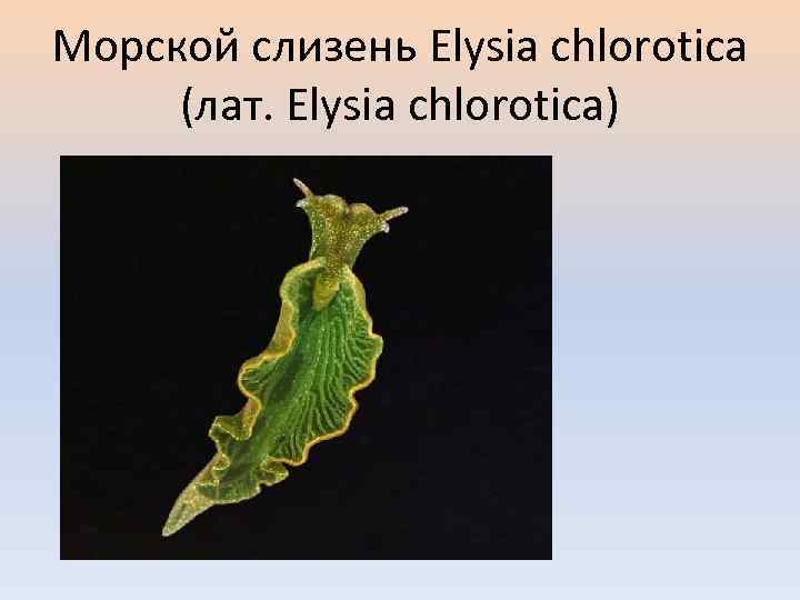 Морской слизень Elysia chlorotica (лат. Elysia chlorotica) 