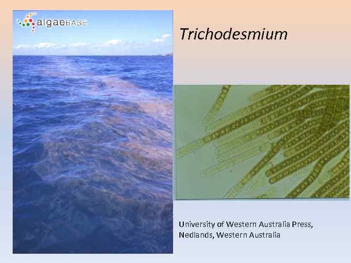 Trichodesmium University of Western Australia Press, Nedlands, Western Australia 