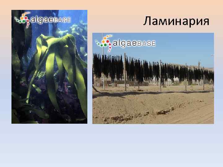 Ламинария 