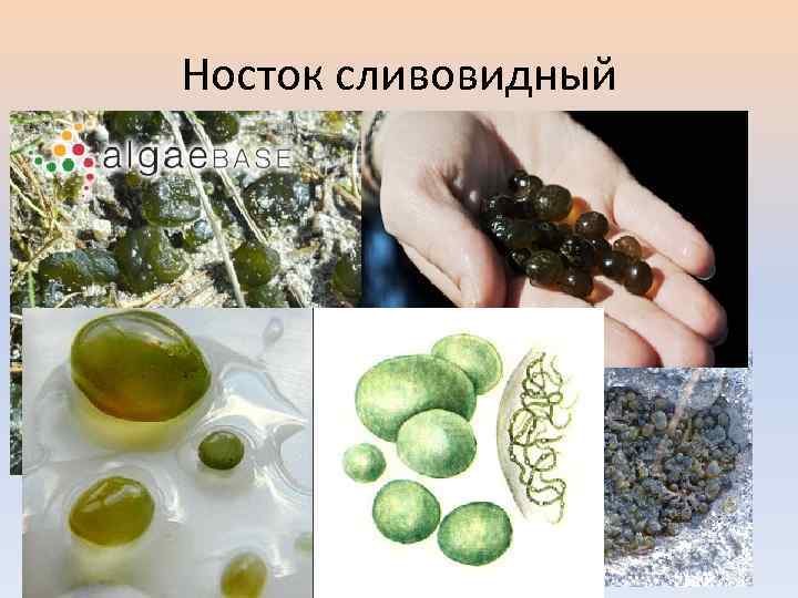 Носток сливовидный 